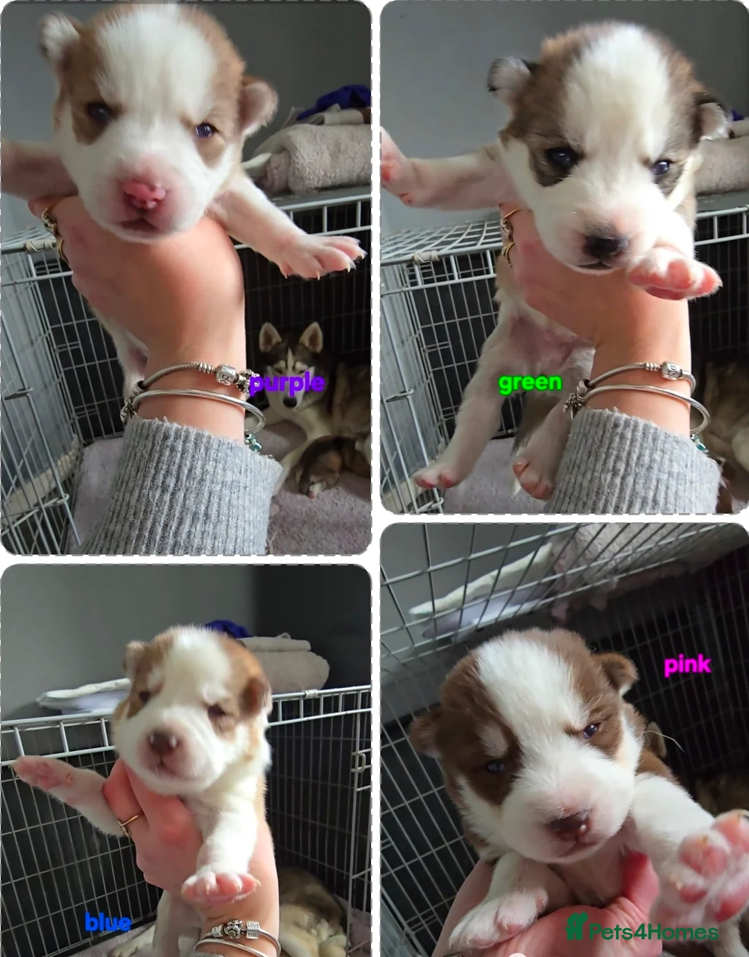 Siberian Husky dogs for sale: Husky puppies  - Advert 39