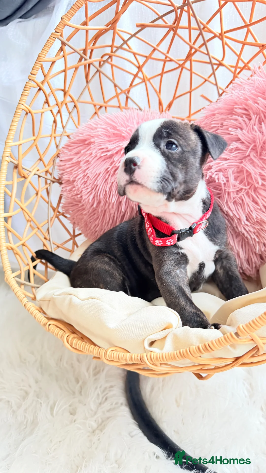 Staffordshire Bull Terrier dogs for sale: 💕BEAUTIFUL STAFFY PUPPIES 💕 - Advert 2