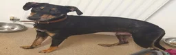 Lurcher dogs for adoption: ROSCO - cat-friendly lurcher in rescue - Advert 2