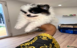 Pomeranian dogs for sale: QUALITY POMERANIANS  - Image 2
