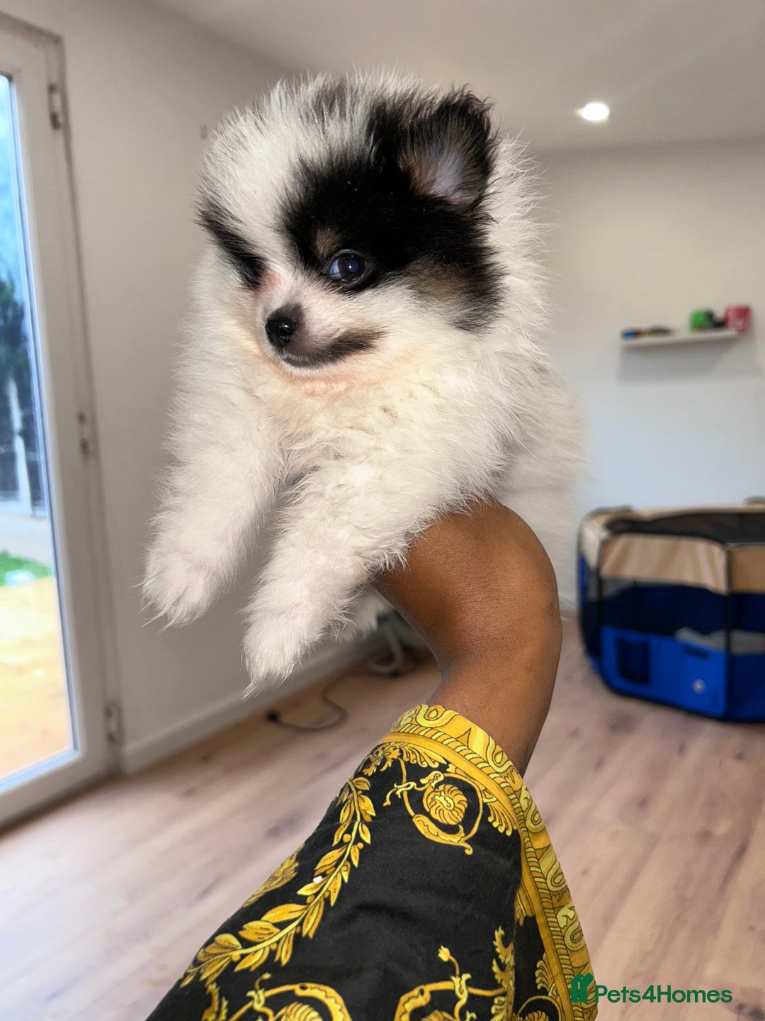 Pomeranian dogs for sale: QUALITY POMERANIANS  - Image 2