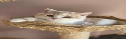 British Shorthair cats for sale: GCCF chunky British shorthair kittens - Advert 3