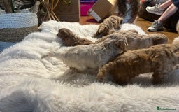 Cockapoo dogs for sale: Six Little Cockapoo Stars Ready to Shine   - Image 3