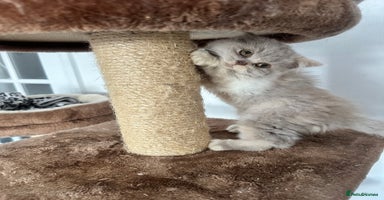 British Shorthair cats - Advert 6