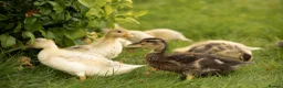 Ducks poultry for sale: Call Ducklings - Mixed, Kent Breeder, Ready Now in Sittingbourne - Advert 4