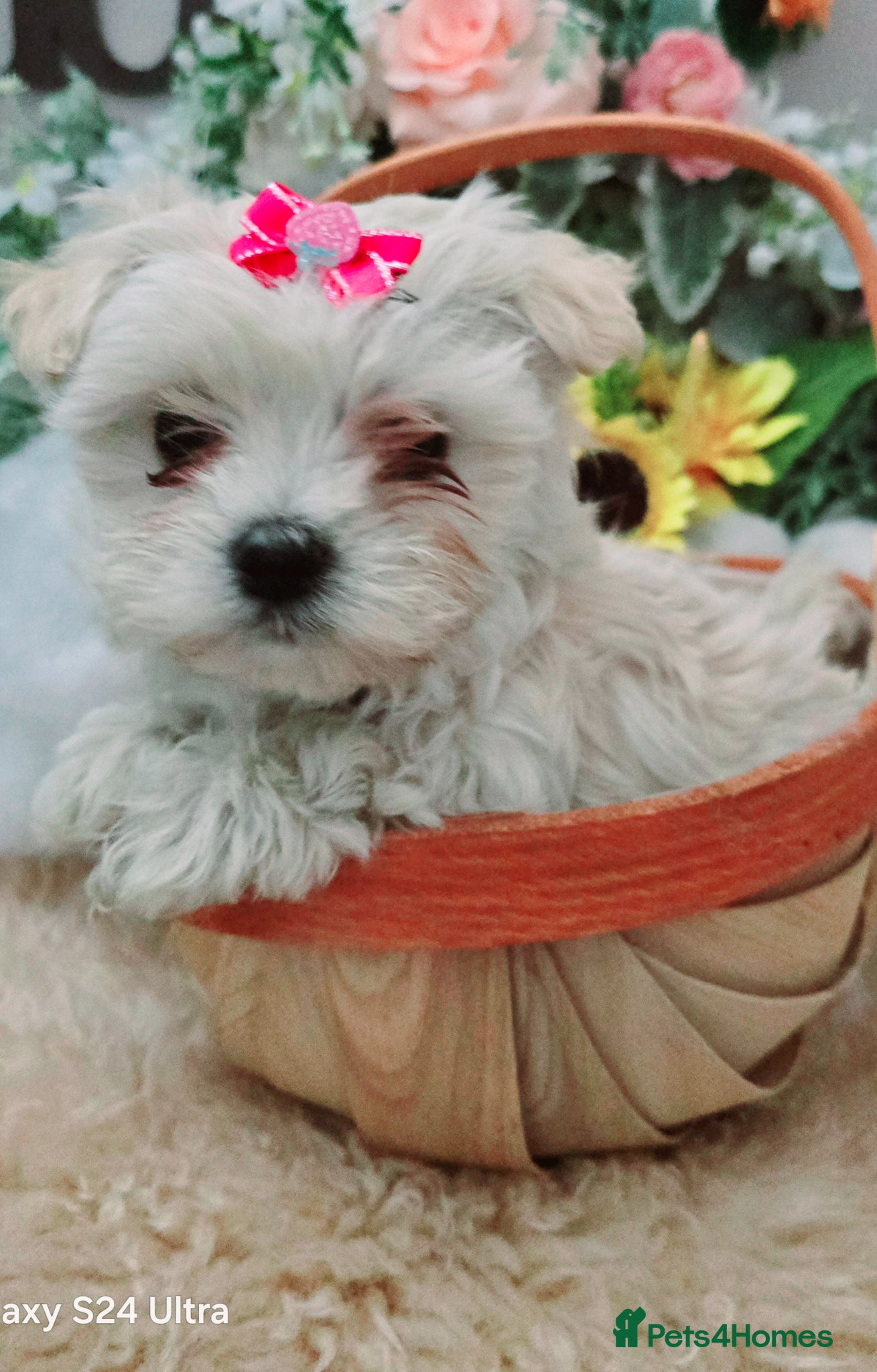 Maltipoo dogs  Extra small Korean Toy Maltipoo baby's  - Advert 3