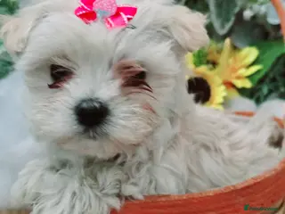 Maltipoo dogs Extra small Korean Toy Maltipoo baby's - Advert 3