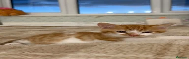 Mixed Breed Male