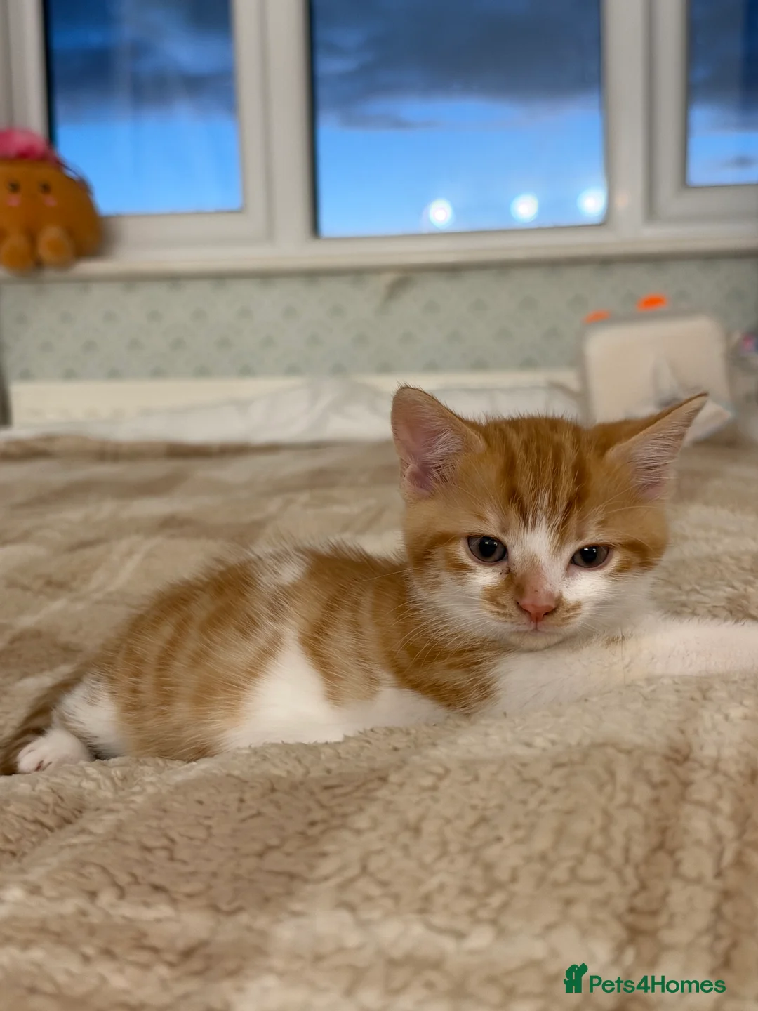 Mixed Breed cats for sale: Mixed Breed Kittens  - Advert 2