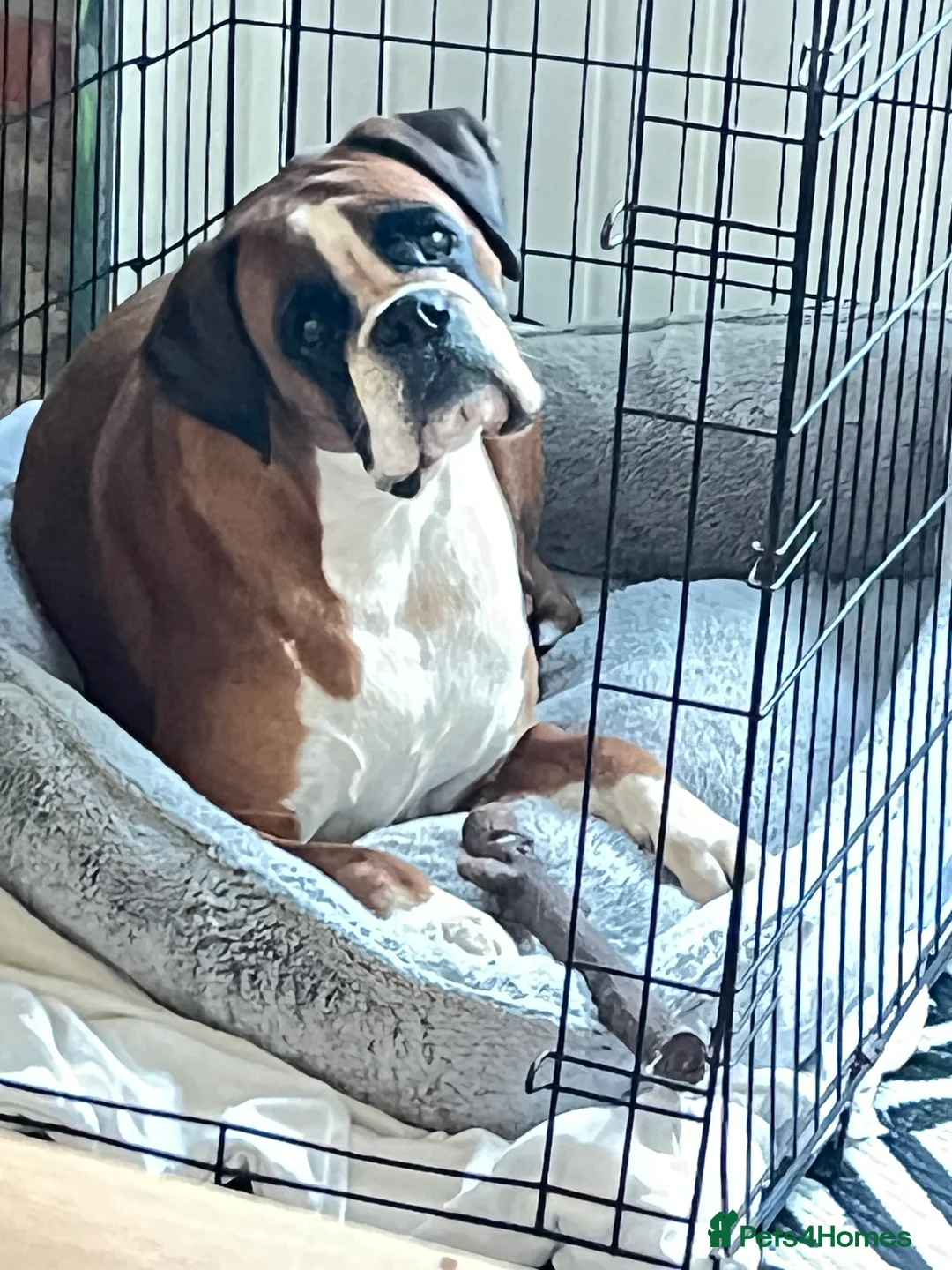 Boxer dogs for sale: Beautiful Boxer Puppies - Advert 1