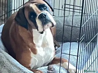 Boxer dogs Beautiful Boxer Puppies - Advert 2