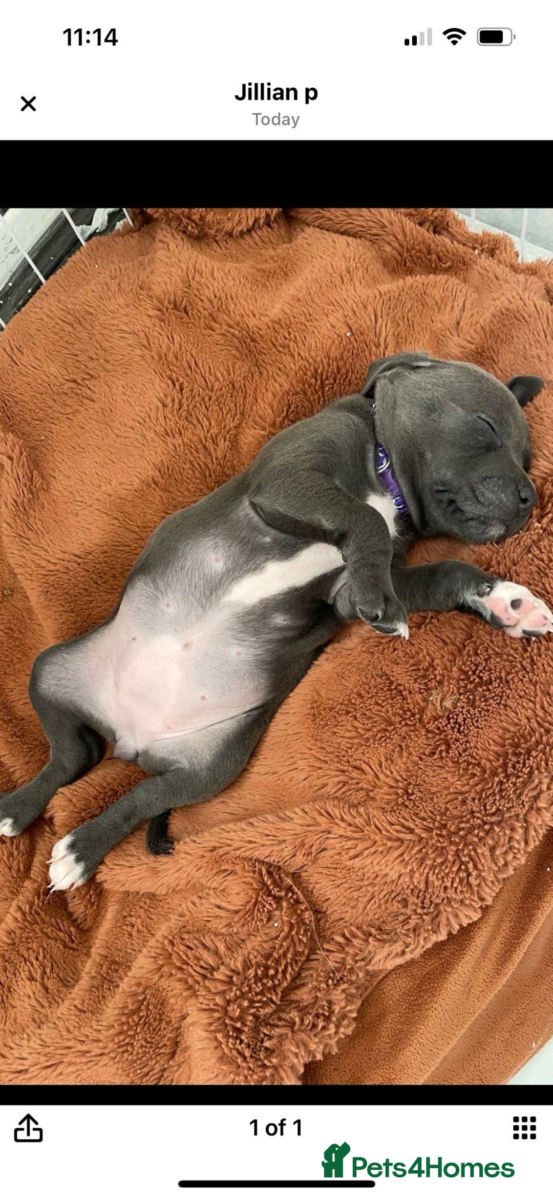 Staffordshire Bull Terrier dogs for sale: Staffordshire bull terrier  - Image 9