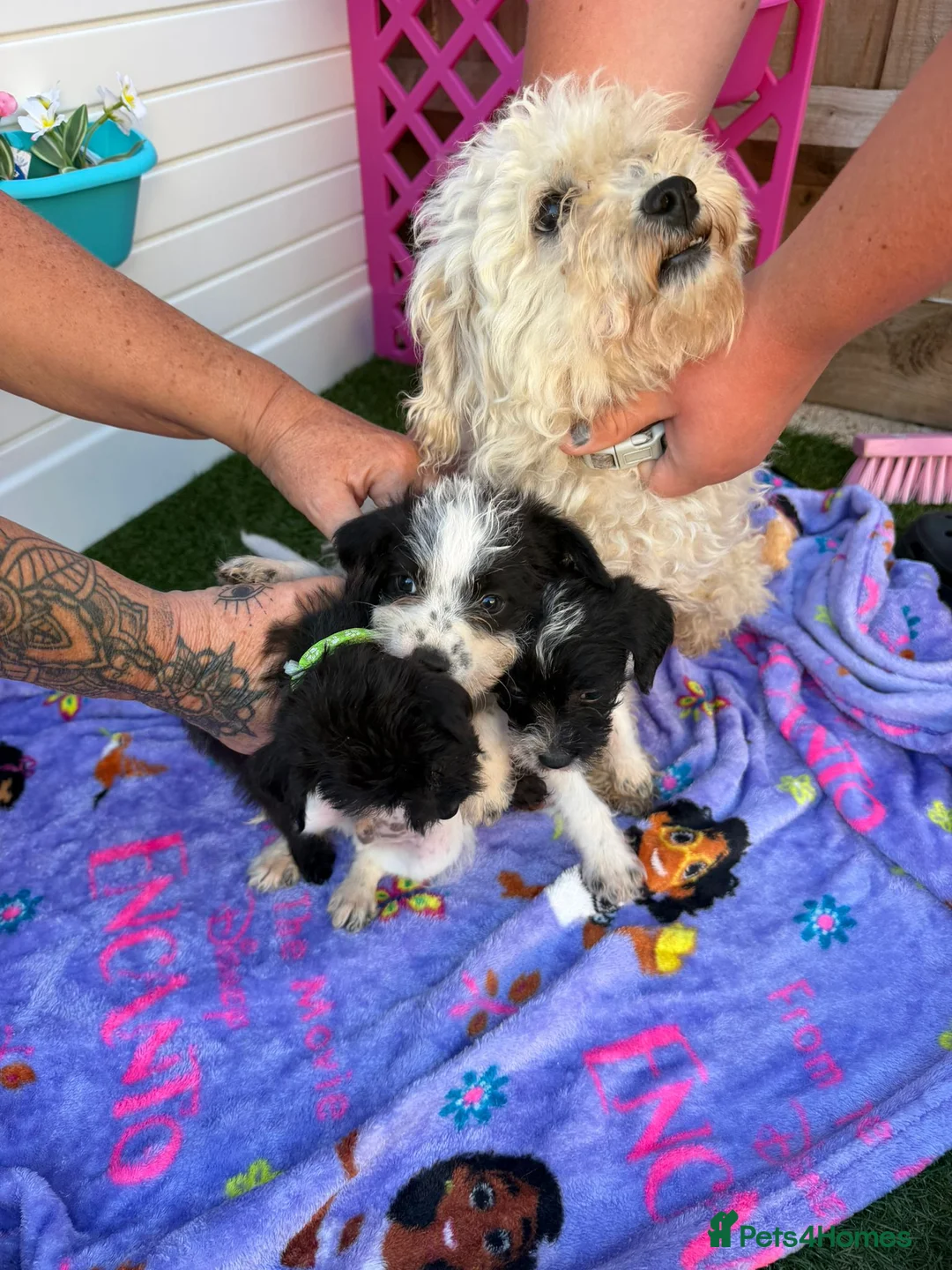 Mixed Breed dogs for sale:  4 Beautiful Jackapoos in Basildon - Advert 1