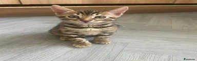Bengal 2