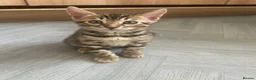 Bengal cats for sale: Bengal kittens  - Advert 29