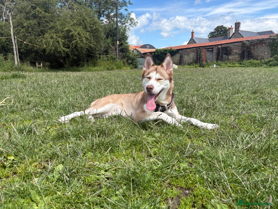 Siberian Husky dogs for sale: Luna! Blue eyed Siberian Husky.  - Advert 1
