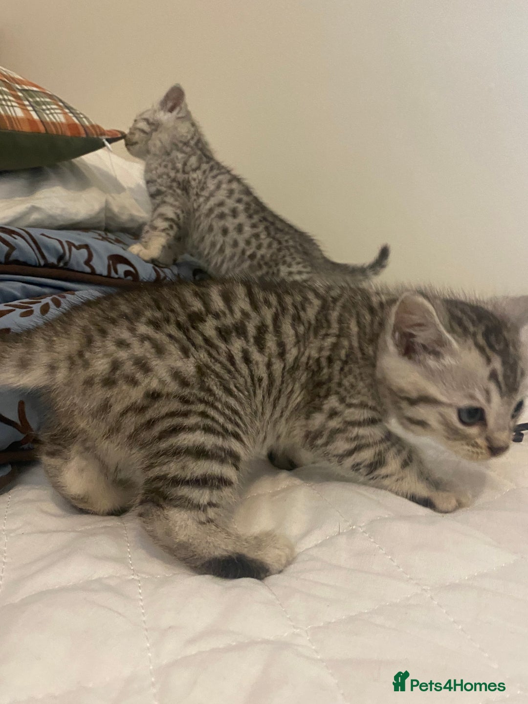 Mixed Breed cats for sale: Ragdol x bengal  - Advert 24