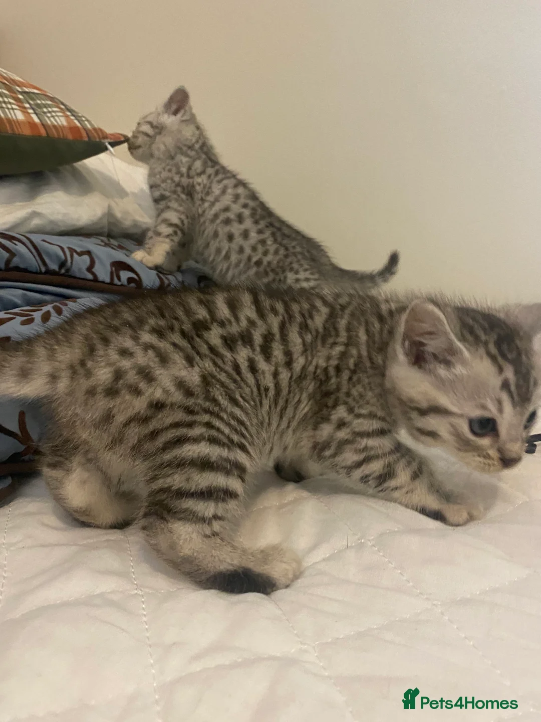 Mixed Breed cats for sale: Ragdol x bengal 2 left  - Advert 24