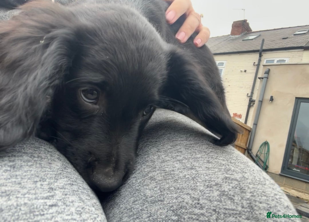 Mixed Breed dogs for sale: * Spangold Retrievers 2 beautiful boys left * - Image 28