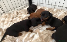 Jack Russell dogs for sale: Miniature jack Russell puppies - Image 5