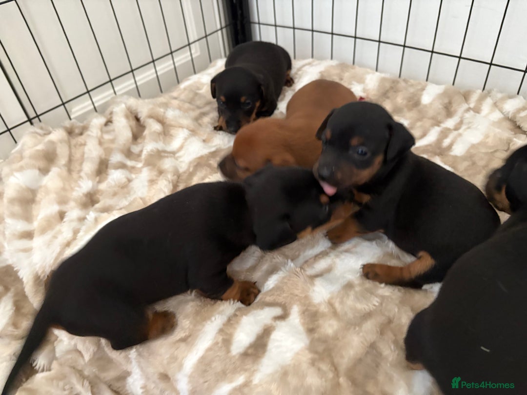 Jack Russell dogs for sale: Miniature jack Russell puppies - Image 5