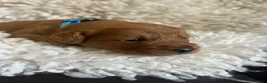 Labradoodle 1