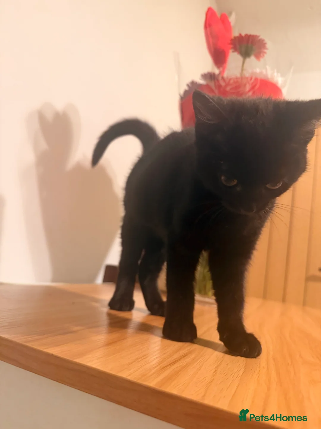Mixed Breed cats for sale: Kittens - Advert 4