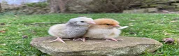 Chickens poultry for sale: 🧡🩶Orpington chicks (Multiple colours) 🧡🩶 - Advert 4