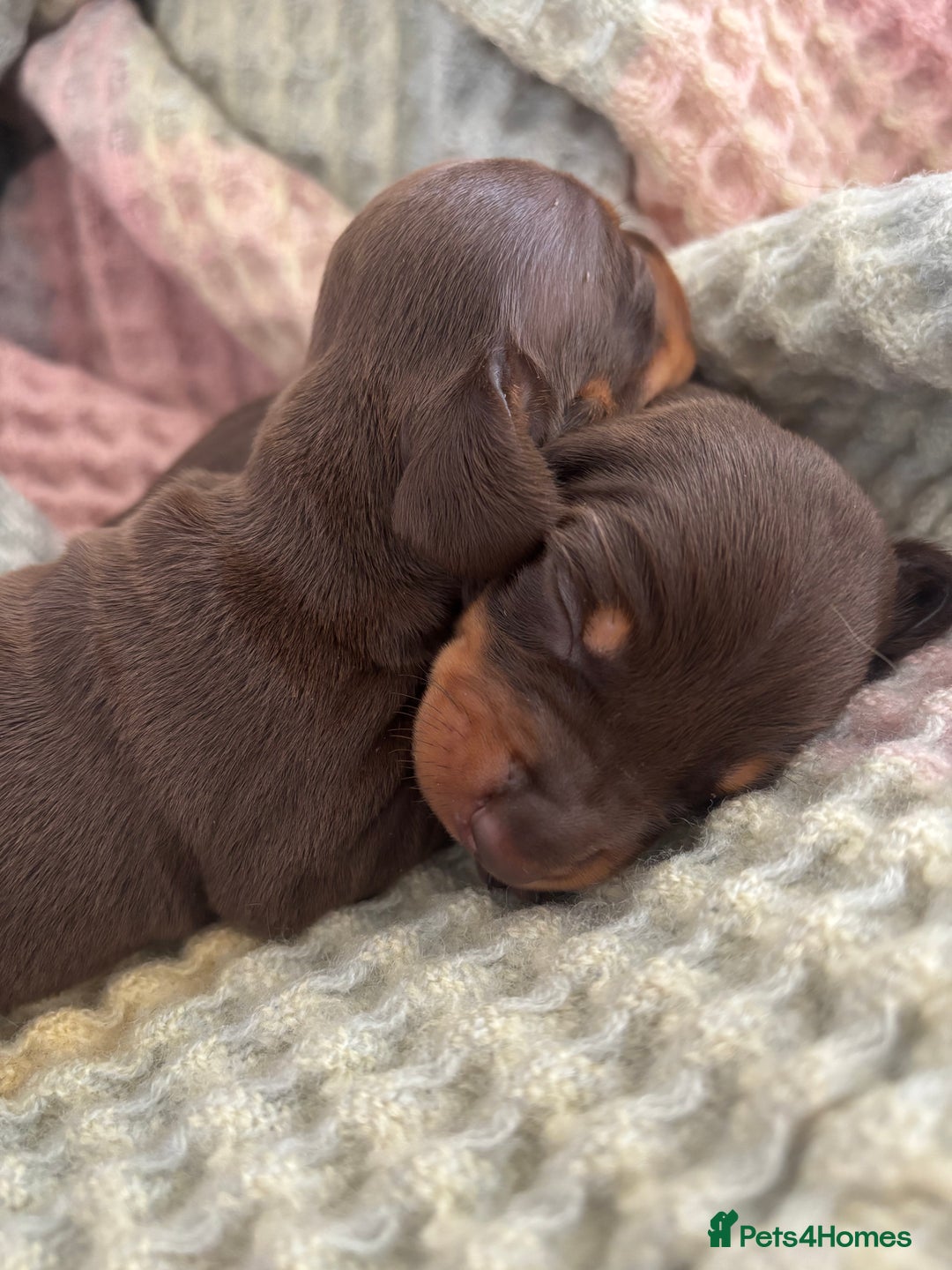Miniature Dachshund dogs for sale: BEAUTIFUL PRA CLEAR & KC REG MINIS - Advert 2