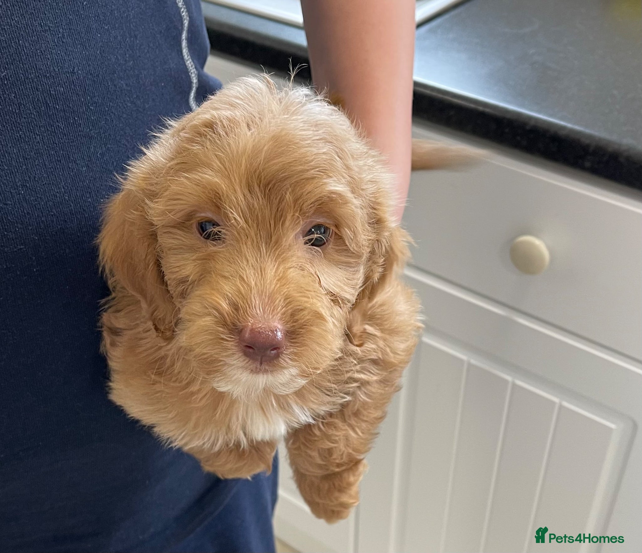Cockapoo dogs Beautiful F1 cockerpoo pups NOW READY - Advert 2