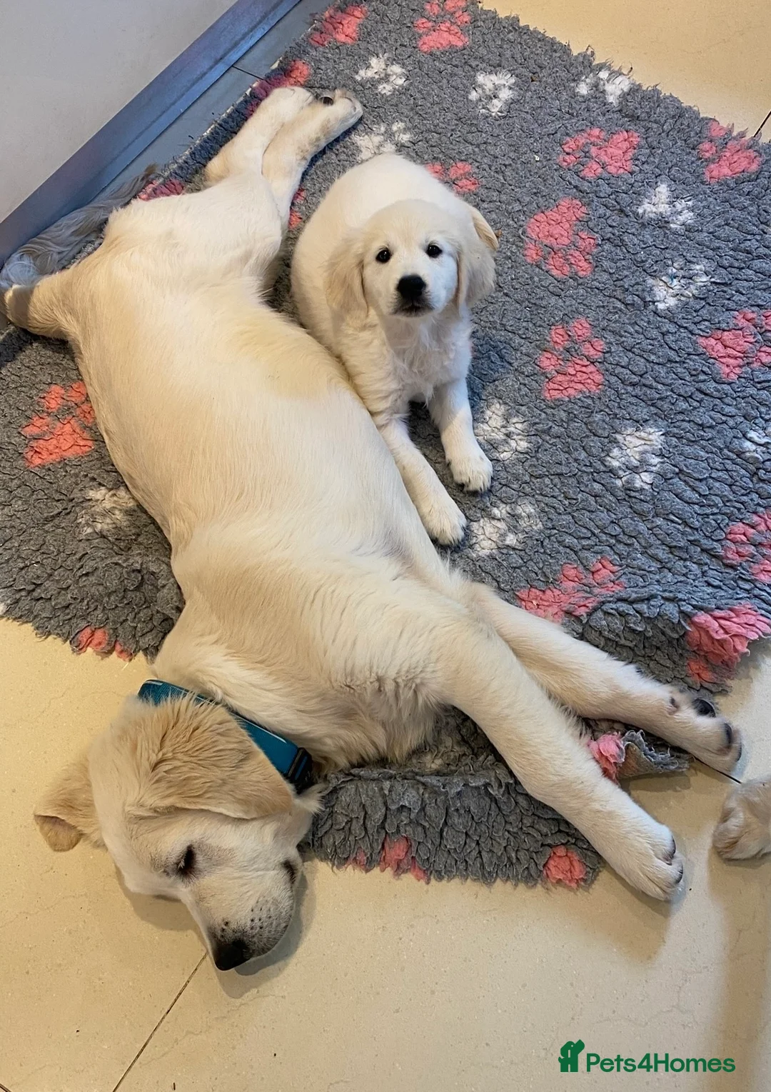 Golden Retriever dogs for stud: STUD KC FULLY HEALTH TESTED PROVEN TRAMIN IMPORT  in Blackpool - Advert 4