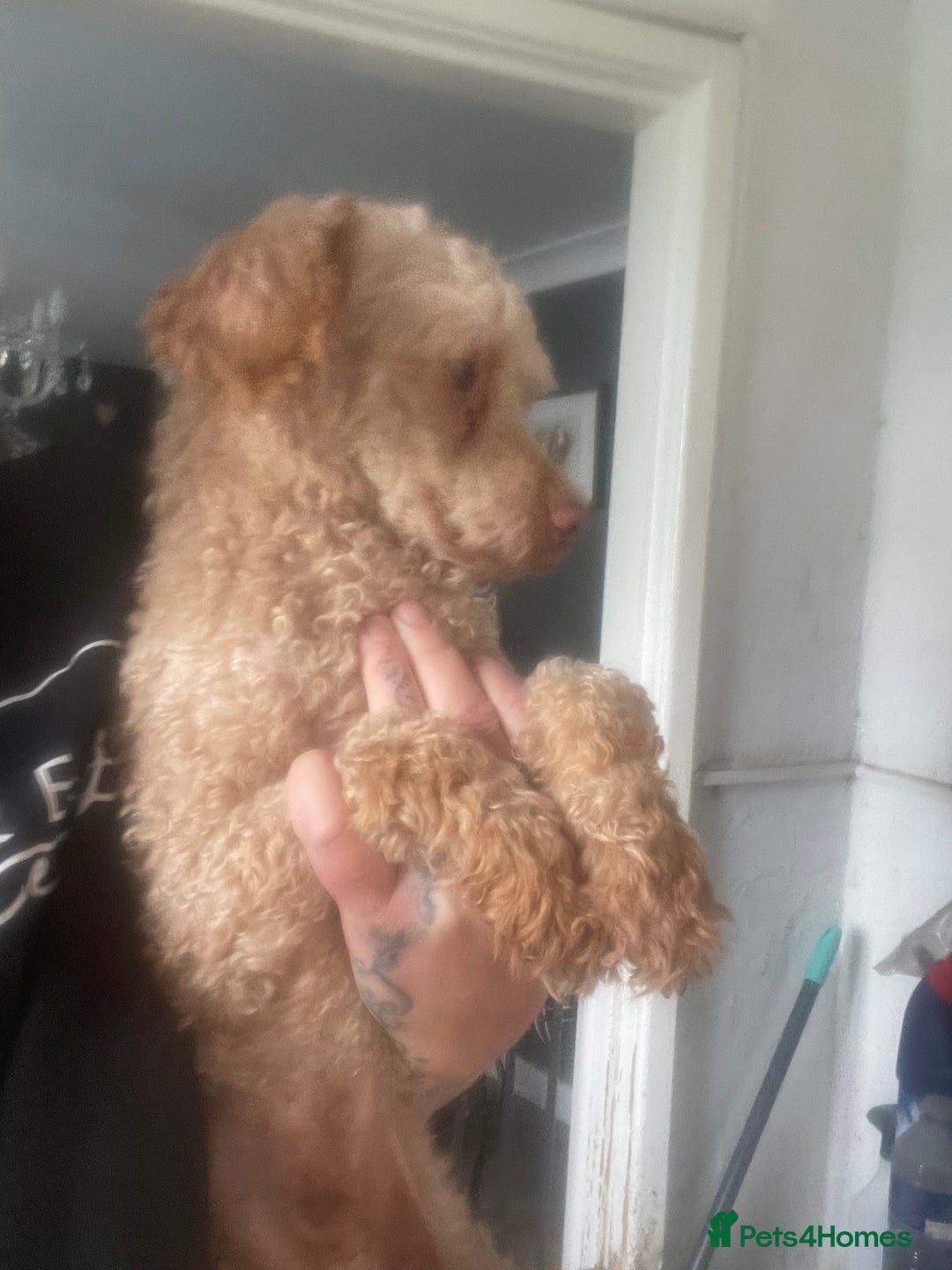 Cavapoo dogs for sale: F1b cavapoos  - Image 9