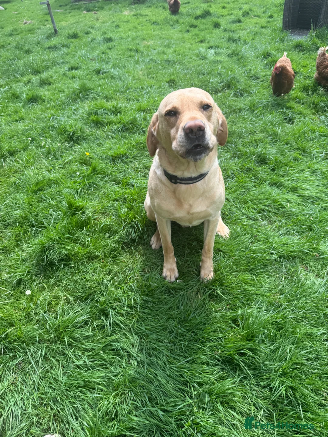 Labrador Retriever dogs for sale: Beautiful litter in Innerleithen - Advert 2