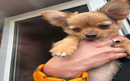 Pomchi dogs for sale: Beautiful female puppy ready now!  in Godstone - Image 12