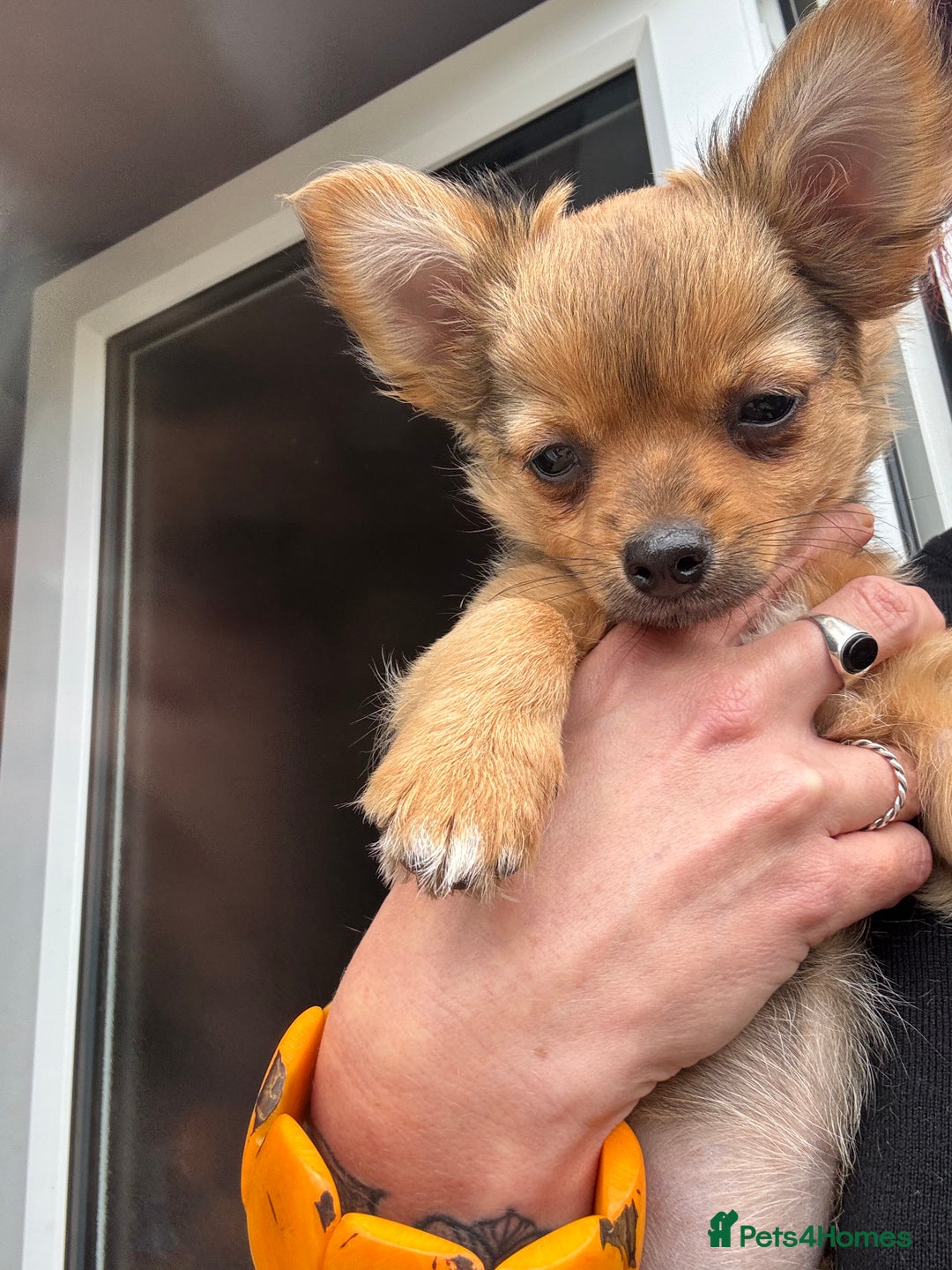 Pomchi dogs for sale: Beautiful female puppy ready now!  in Godstone - Image 12