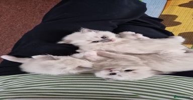 Ragdoll cats - Advert 16