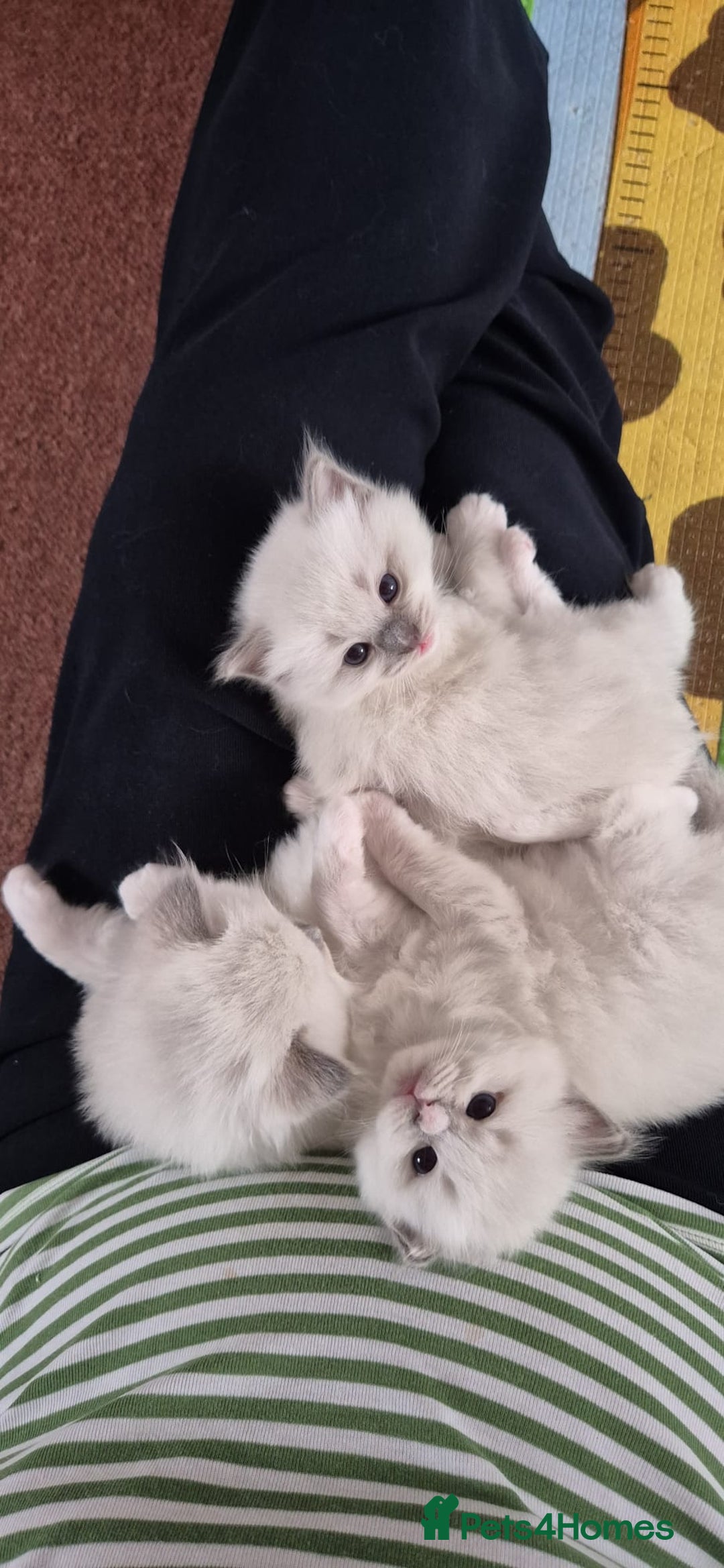 Ragdoll cats for sale: 5 GCCF Pedigree Ragdoll kittens for sale - Image 3