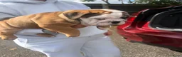 English Bulldog dogs for sale: Quality English bulldogs  - Advert 11