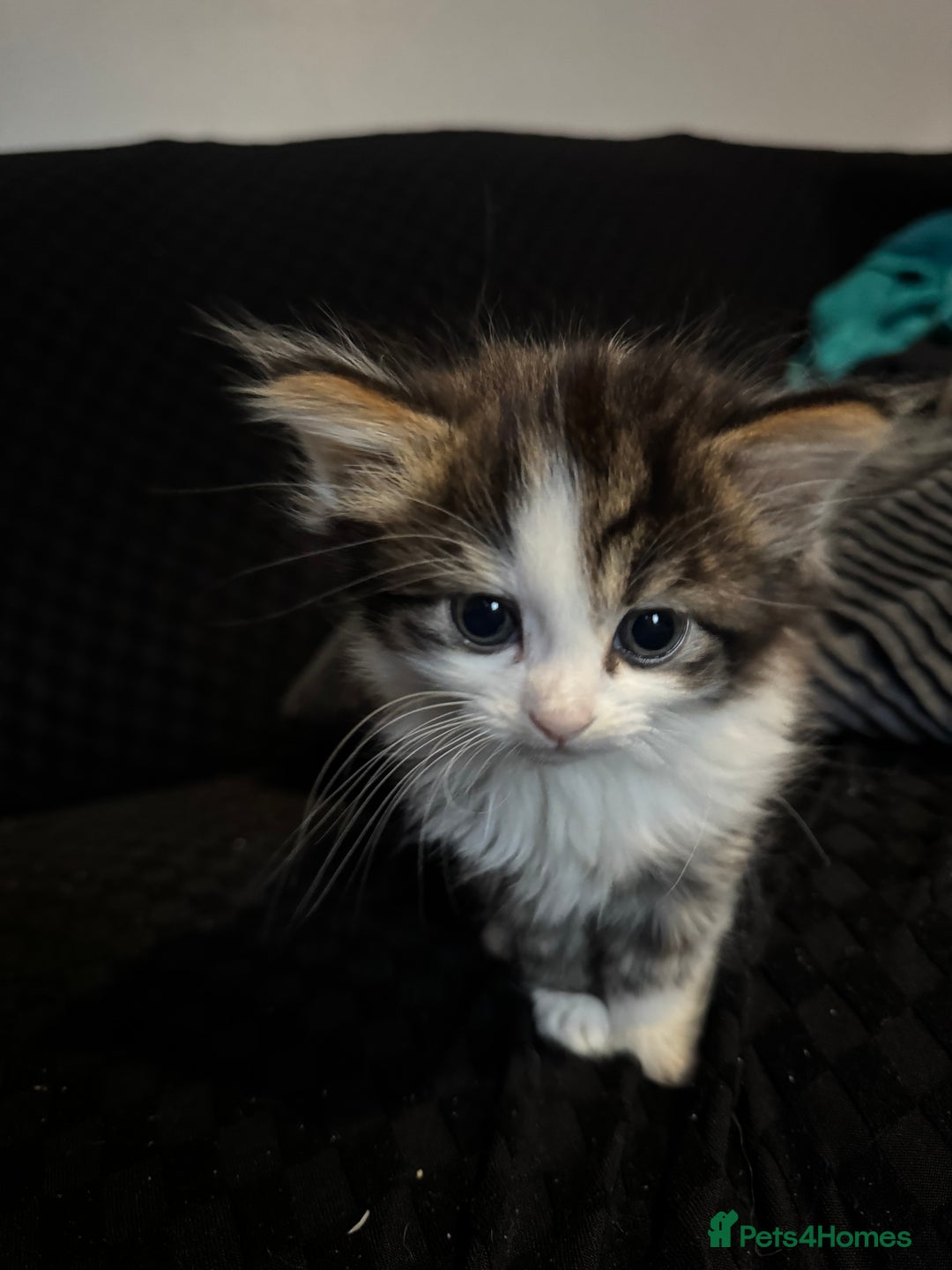 Mixed Breed cats for sale: Part Maine coon kittens - Advert 21