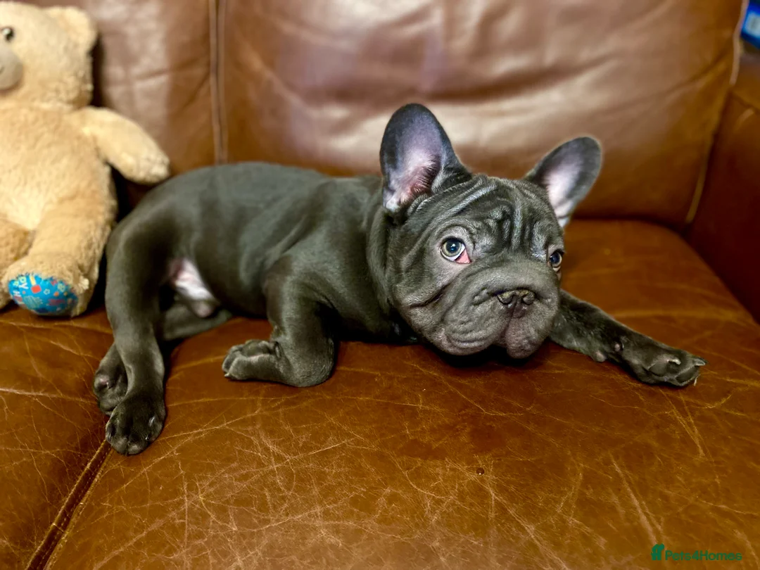 French Bulldog dogs for sale: KC registered French Bulldog Girl  & 1 Boys 🐶❤️ - Advert 13