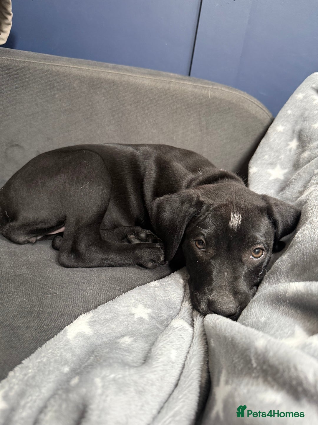 Mixed Breed dogs for sale: 12 week old female Dalmatian cross - Image 3