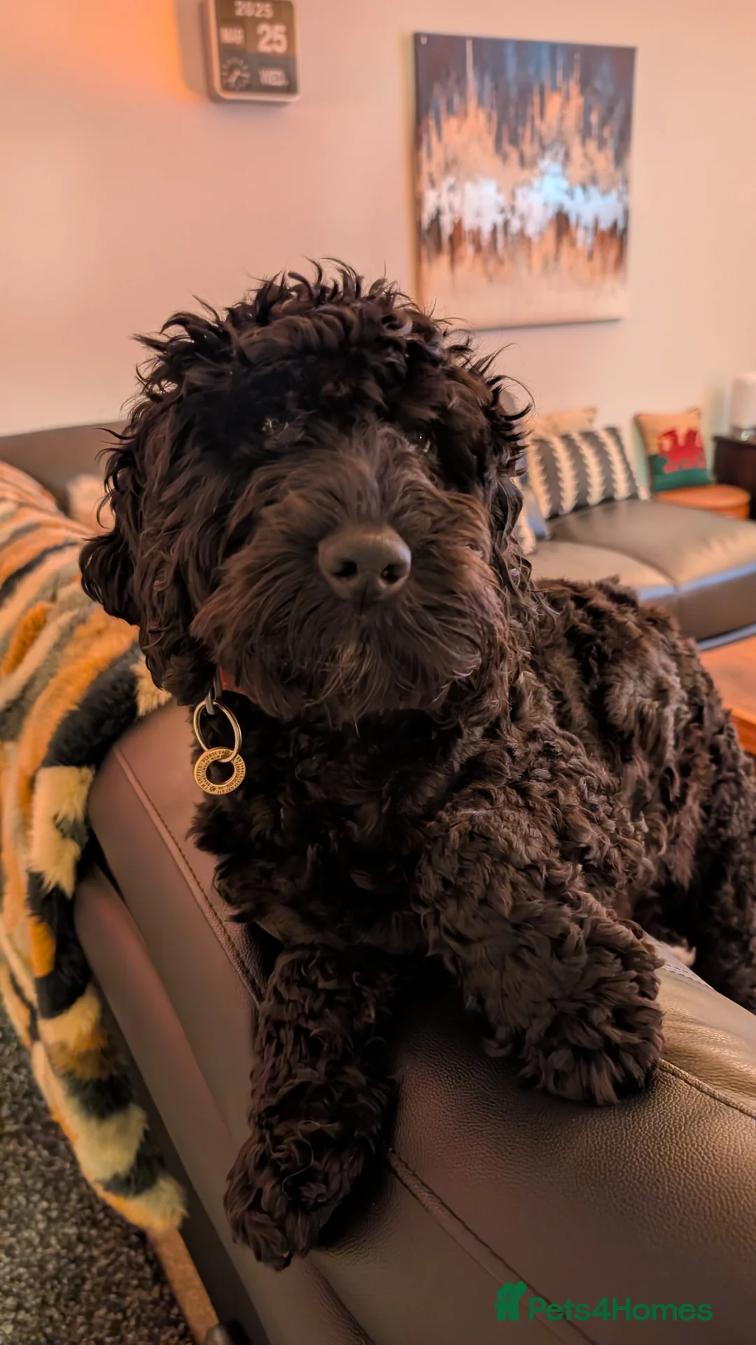 Cockapoo dogs for stud: Loving well natured Cockapoo called Larry. in Tenby - Advert 6