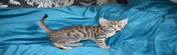 Mixed Breed cats for sale: 6 kittens desperately looking for a forever home - Advert 11