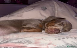 Miniature Dachshund dogs for sale: Isabella Miniature Dachshund Puppy - Image 4