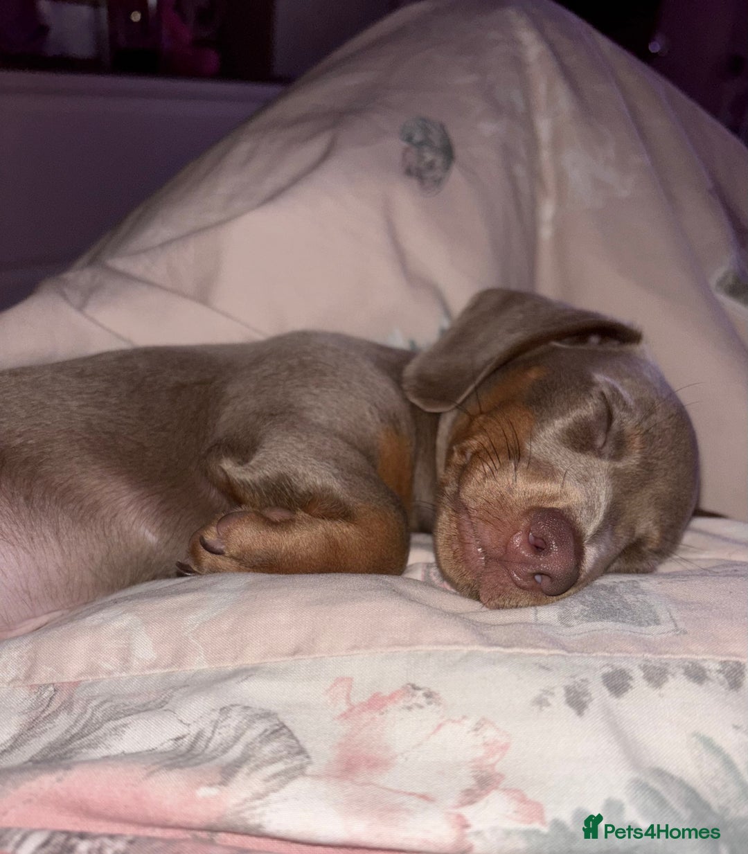 Miniature Dachshund dogs for sale: Isabella Miniature Dachshund Puppy - Image 4