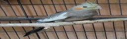 Cockatiels birds for sale: Beautiful Aviary bred baby Cockatiels  - Advert 9