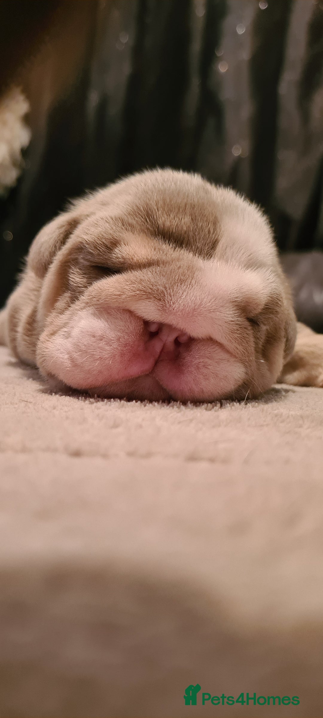 English Bulldog dogs for stud: Dog for stud in Dagenham - Advert 24