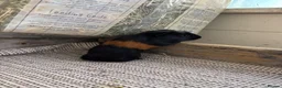 Guinea Pig rodents for sale: Baby Guinea Pigs  - Advert 11