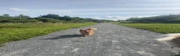Pomchi dogs for sale: 5 year old PomChi looking for a new home - Advert 12