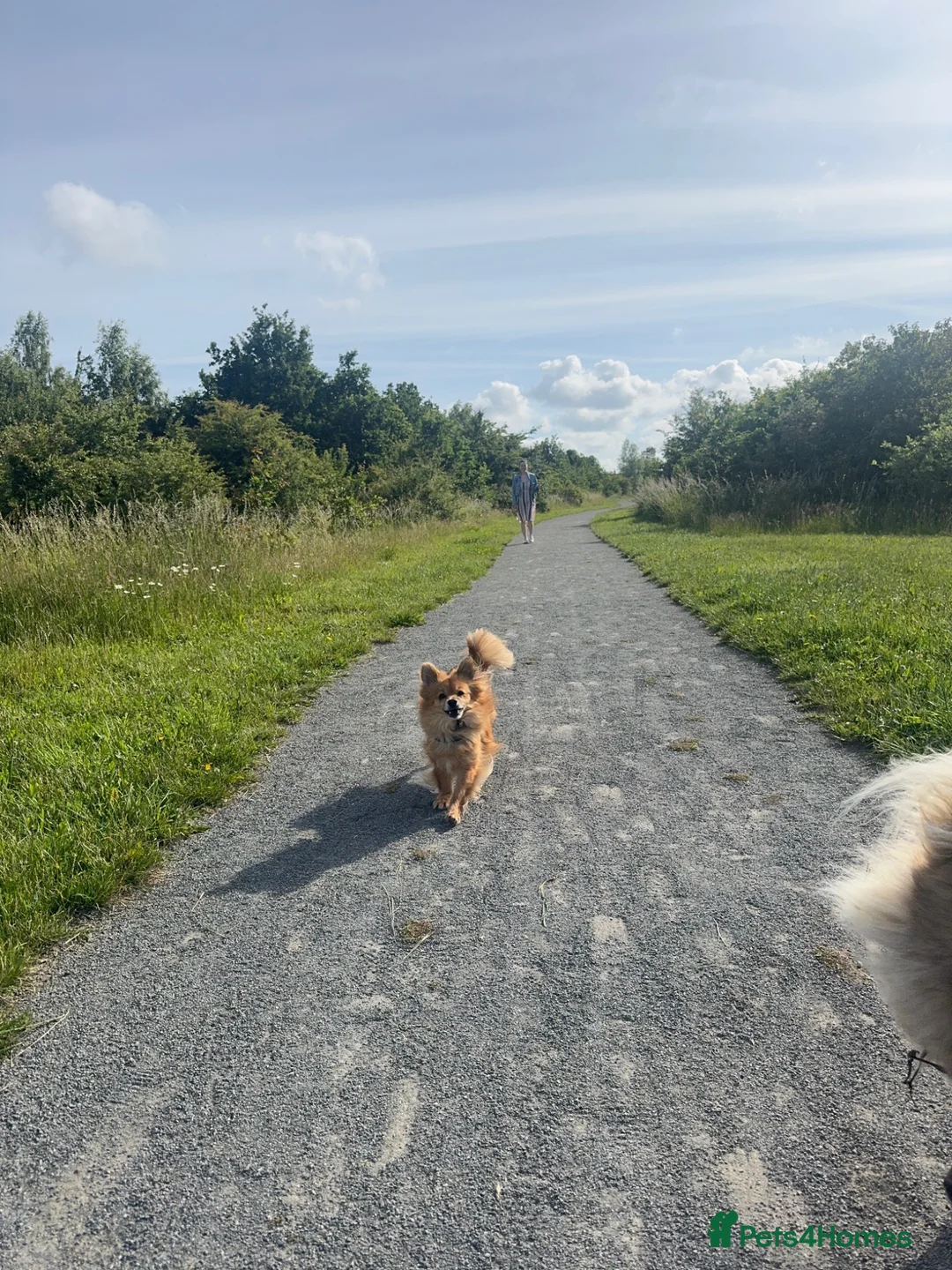 Pomchi dogs for sale: 5 year old PomChi looking for a new home - Advert 12